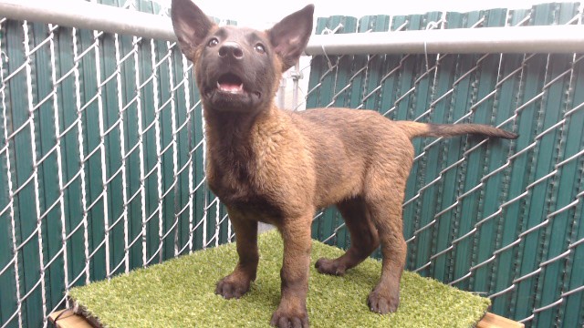 Shelter Stray Female Dog last seen , 11258 Garfield Ave, Downey, CA 90242, USA