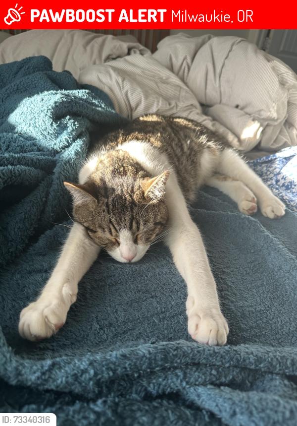 Lost Male Cat last seen SE Stubb St or Boyd St, Milwaukie, OR 97222