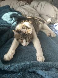 Lost Male Cat last seen SE Stubb St or Boyd St, Milwaukie, OR 97222