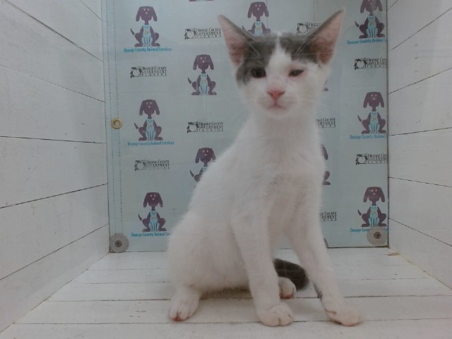 Shelter Stray Male Cat last seen , 2769 Conroy Rd, Orlando, FL 32839, USA