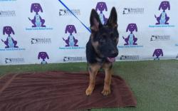 Shelter Stray Female Dog last seen , 2769 Conroy Rd, Orlando, FL 32839, USA