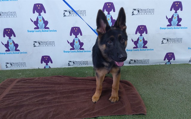 Shelter Stray Female Dog last seen , 2769 Conroy Rd, Orlando, FL 32839, USA