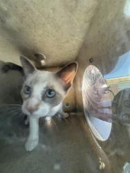 Shelter Stray Female Cat last seen Near BLOCK NW 19TH ST, OKLAHOMA CITY OK 73107, 2811 SE 29th St, Oklahoma City, OK 73129, USA