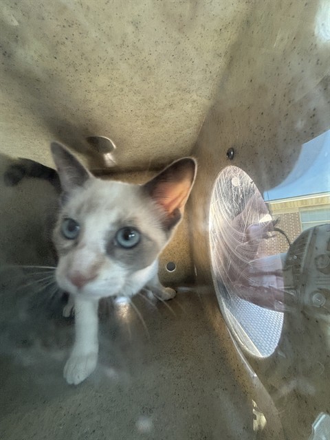 Shelter Stray Female Cat last seen Near BLOCK NW 19TH ST, OKLAHOMA CITY OK 73107, 2811 SE 29th St, Oklahoma City, OK 73129, USA