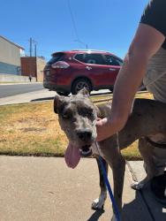 Shelter Stray Female Dog last seen Near BLOCK SW 25TH ST, OKLAHOMA CITY OK 73109, 2811 SE 29th St, Oklahoma City, OK 73129, USA