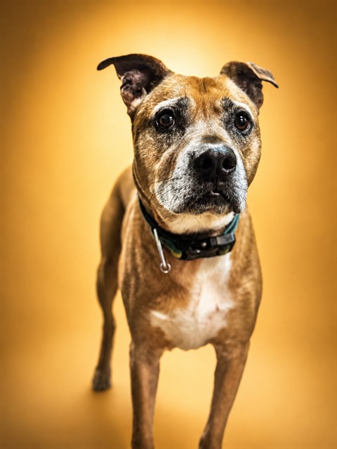 Shelter Stray Male Dog last seen Near BLOCK HOLLY BELL DR, 2020 Forest St, Jacksonville, FL 32204, USA