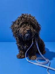 Shelter Stray Male Dog last seen Near BLOCK DUNN AVE, 2020 Forest St, Jacksonville, FL 32204, USA