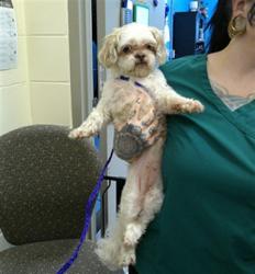 Shelter Stray Female Dog last seen , 232 Eslinger Way, Sanford, FL 32773, USA