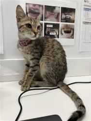 Shelter Stray Female Cat last seen Near BLOCK E SIERRA MADRE AVE, FRESNO CA 93726 1260, 5277 E Airways Blvd, Fresno, CA 93727, USA