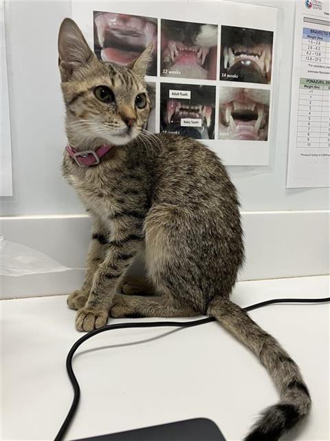 Shelter Stray Female Cat last seen Near BLOCK E SIERRA MADRE AVE, FRESNO CA 93726 1260, 5277 E Airways Blvd, Fresno, CA 93727, USA
