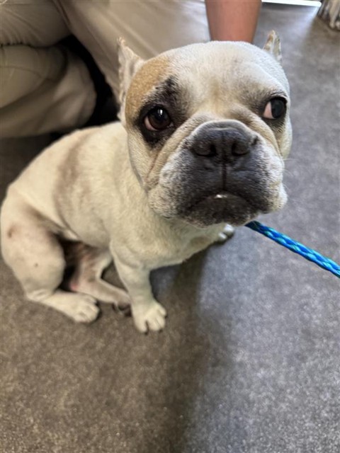 Shelter Stray Female Dog last seen EL CAMINO AVE & DEL PASO BLVD, 2127 Front St, Sacramento, CA 95818, USA