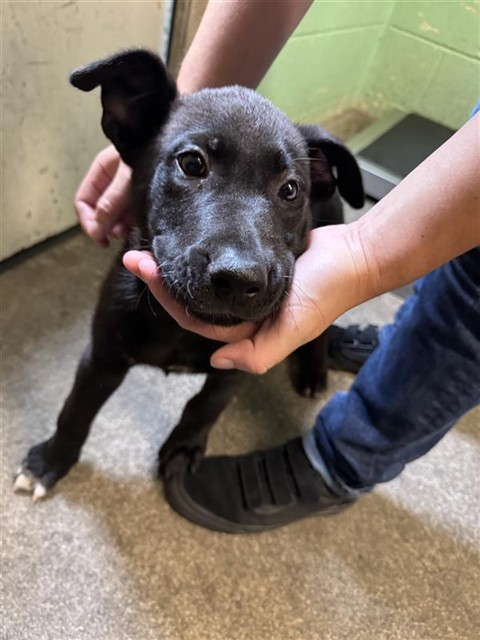 Shelter Stray Male Dog last seen FREEPORT BLVD & 38TH AVE, 2127 Front St, Sacramento, CA 95818, USA