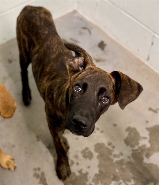 Shelter Stray Male Dog last seen CR 44A/EUSTIS SAND CAMP RD, EUSTIS, 12280 County Rd 448, Tavares, FL 32778, USA