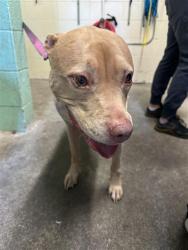 Shelter Stray Female Dog last seen RAILYARDS BLVD & 6TH ST, 2127 Front St, Sacramento, CA 95818, USA