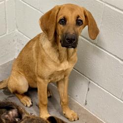 Shelter Stray Female Dog last seen CR 44A/EUSTIS SAND CAMP RD, EUSTIS, 12280 County Rd 448, Tavares, FL 32778, USA
