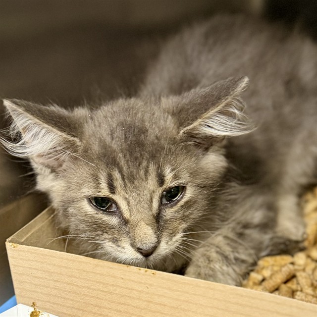 Shelter Stray Male Cat last seen ROBBIE AVE/ROSSITER ST, MT DORA, 12280 County Rd 448, Tavares, FL 32778, USA