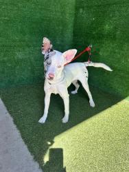 Shelter Stray Female Dog last seen , 5210 W Ave I, Lancaster, CA 93536, USA