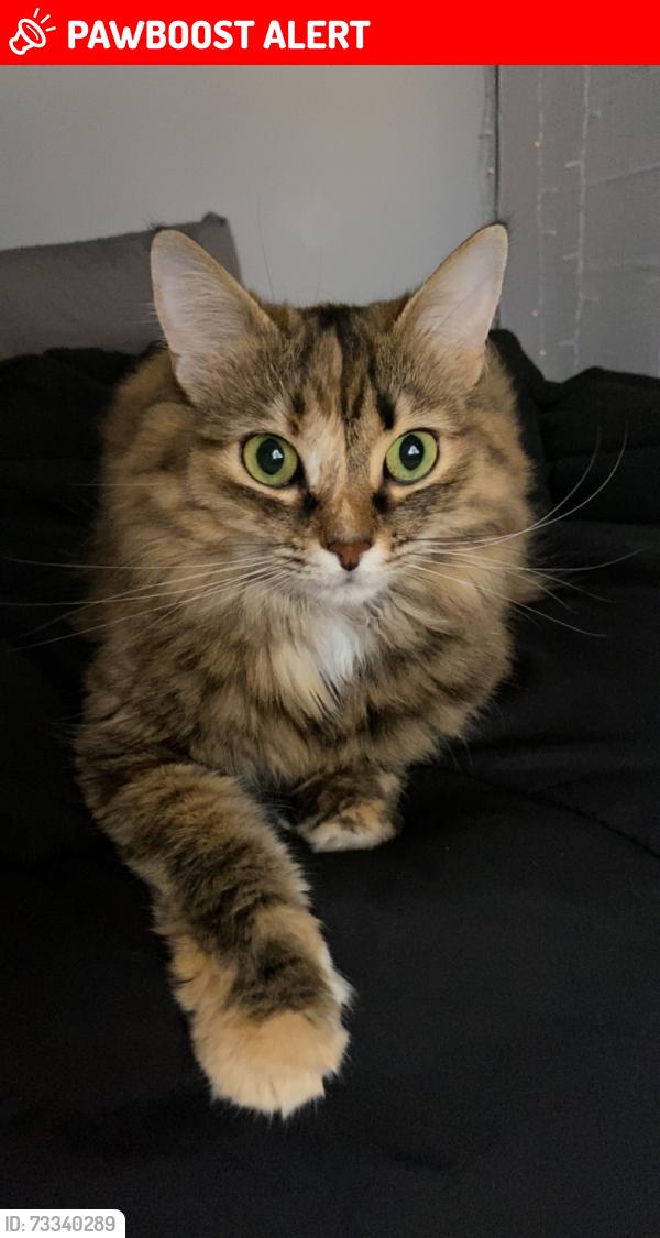 Lost Female Cat last seen Nearby Home Depot, Target, Tánger Outlets, and Brandsmart, West Palm Beach, FL 33401