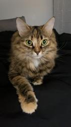 Lost Female Cat last seen Nearby Home Depot, Target, Tánger Outlets, and Brandsmart, West Palm Beach, FL 33401