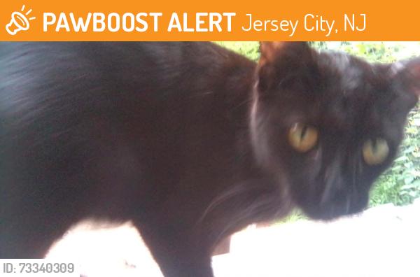 Found/Stray Female Cat last seen seaview ave, Jersey City, NJ 07305