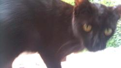 Found/Stray Female Cat last seen seaview ave, Jersey City, NJ 07305