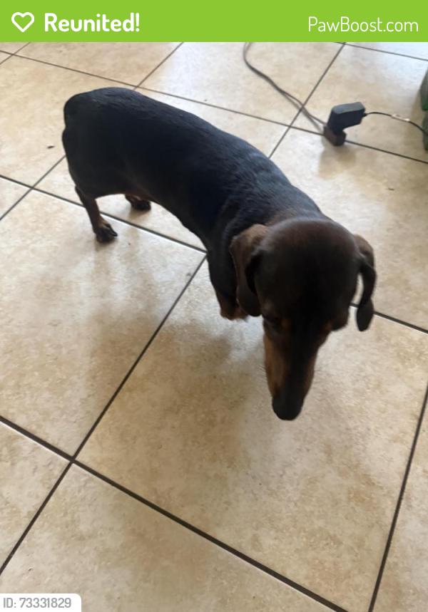Reunited Male Dog last seen 16th and Sawyer, Chicago, IL 60623