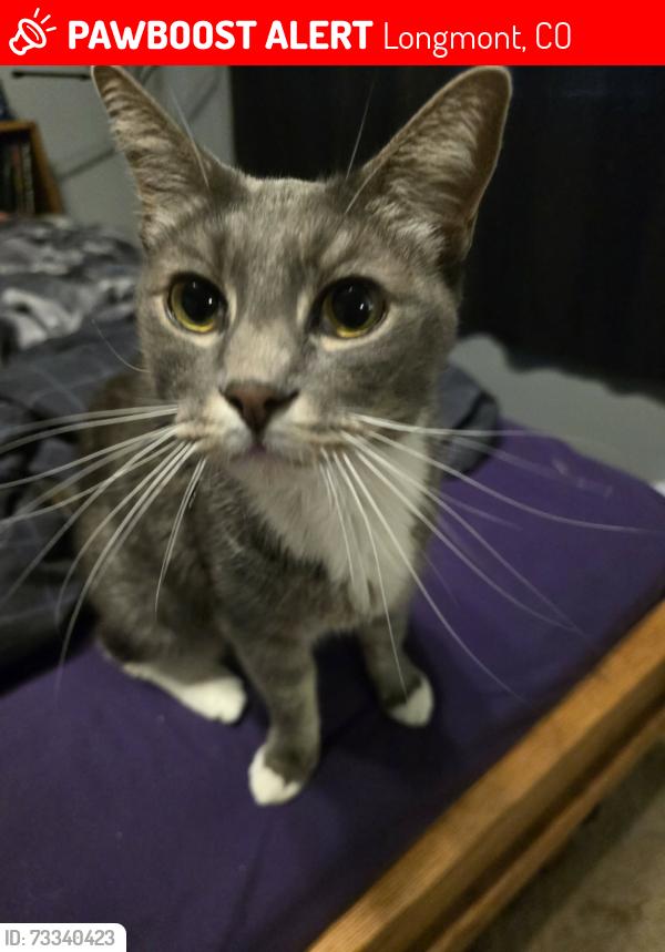Lost Male Cat last seen Emery st and Mountain View, Longmont, CO 80501
