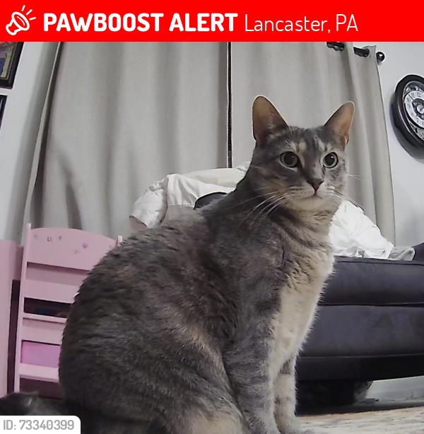 Lost Female Cat last seen Rutledge Avenue & Haskell drive, Lancaster, PA 17601