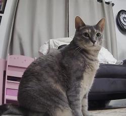 Lost Female Cat last seen Rutledge Avenue & Haskell drive, Lancaster, PA 17601