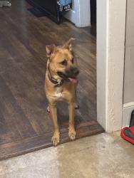 Found/Stray Male Dog last seen Cypress st, Columbia, SC 29205