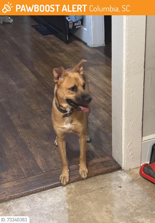 Found/Stray Male Dog last seen Cypress st, Columbia, SC 29205