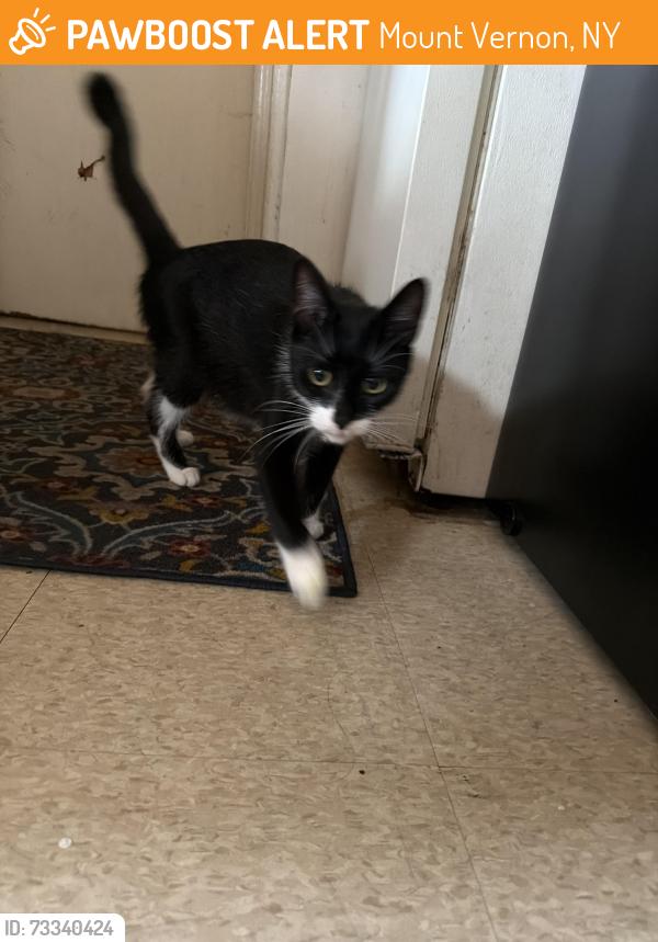 Found/Stray Female Cat last seen Gramatan ave, Mount Vernon, NY 10550