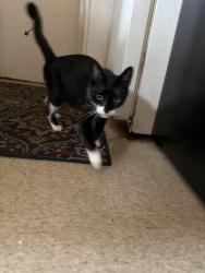 Found/Stray Female Cat last seen Gramatan ave, Mount Vernon, NY 10550