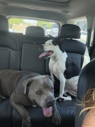 Reunited Unknown Dog last seen 51and Thomas, Phoenix, AZ 85016