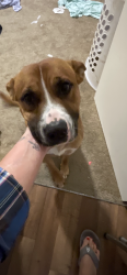 Lost Male Dog last seen CSL Plasma, Gresham, OR 97230