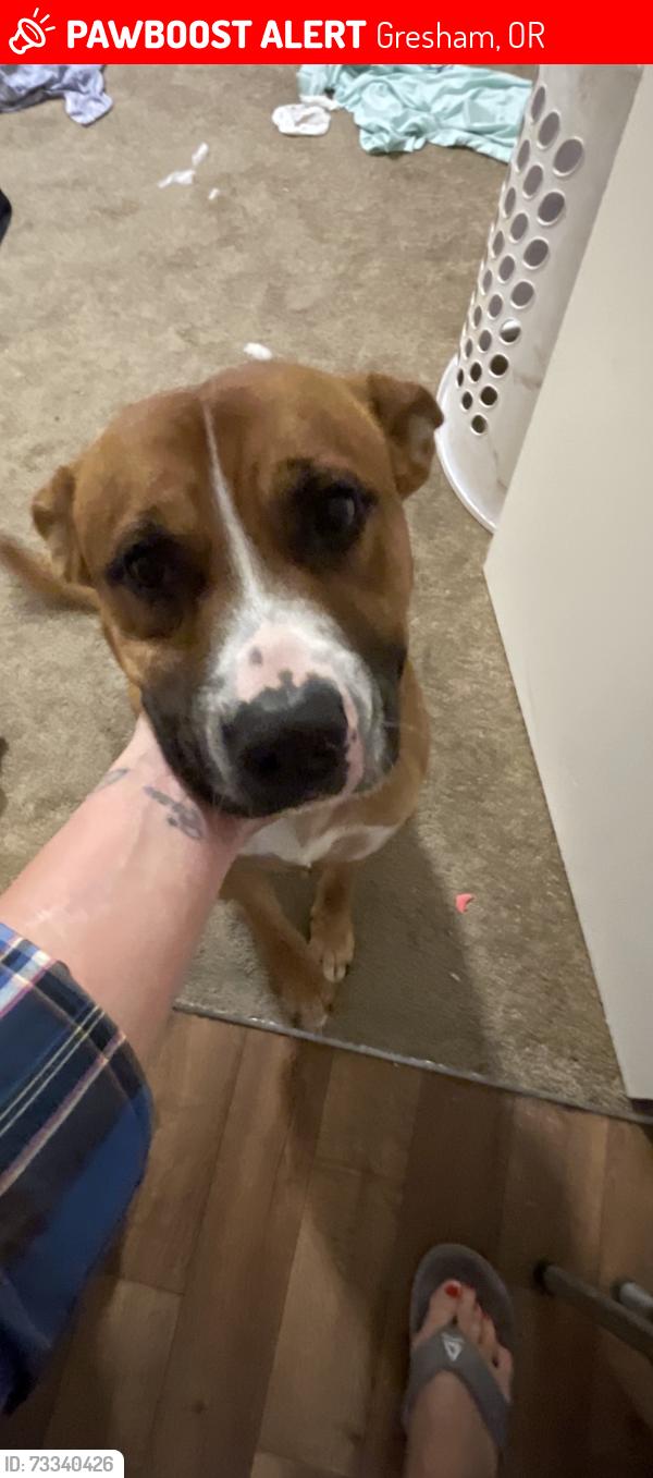 Lost Male Dog last seen CSL Plasma, Gresham, OR 97230