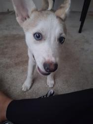 Reunited Male Dog last seen Fordham place, Hernando, FL 34442