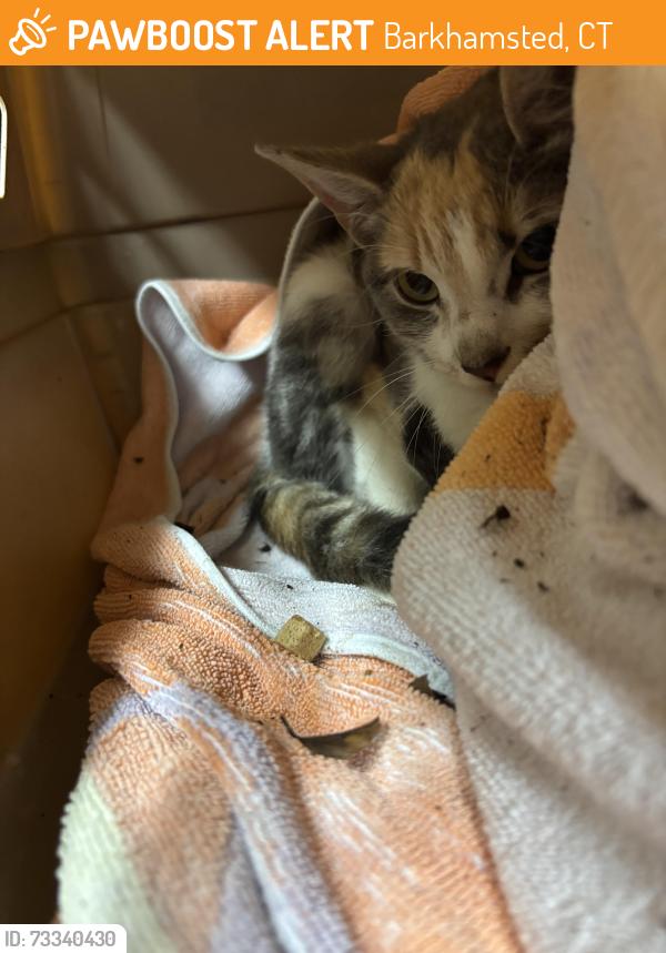 Found/Stray Female Cat last seen Ratlum Road and Lavander Road, Barkhamsted, CT 06063