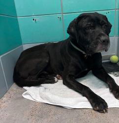 Reunited Male Dog last seen Near Thurmon, Houston, TX 77034