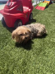 Found/Stray Female Dog last seen Don Felipe Dr, Los Angeles, CA 90008