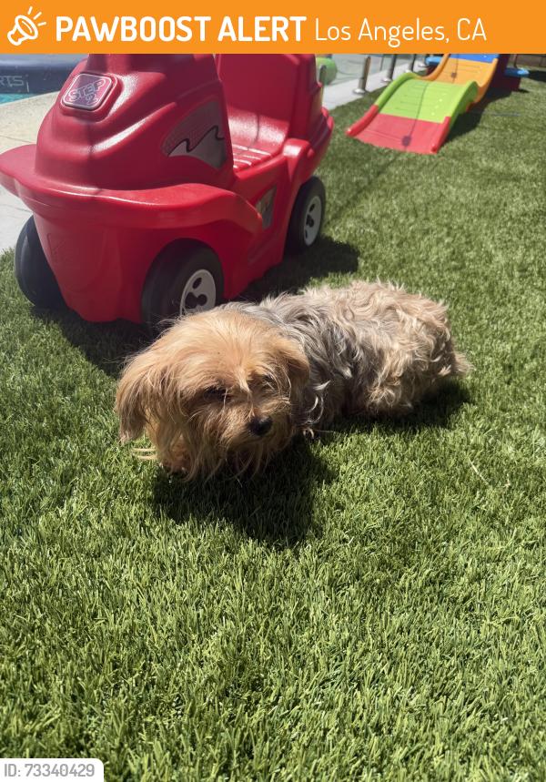 Found/Stray Female Dog last seen Don Felipe Dr, Los Angeles, CA 90008