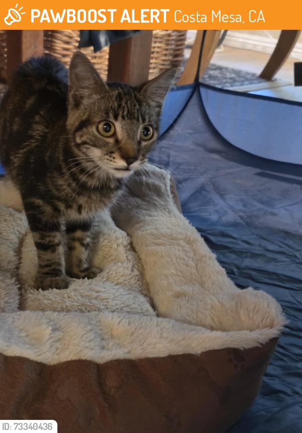Found/Stray Unknown Cat last seen Paularino and Babb, Costa Mesa, CA 92626