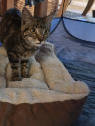 Found/Stray Unknown Cat last seen Paularino and Babb, Costa Mesa, CA 92626