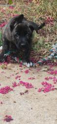 Lost Female Dog last seen N. Grove Ave, Warr Acres, OK 73122
