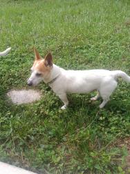 Reunited Male Dog last seen Near Hemlock Loop Pass, Ocala, FL 34472