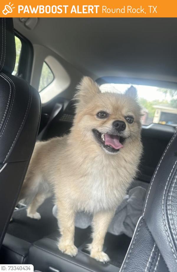 Found/Stray Male Dog last seen Jazz Street, round rock TX, Round Rock, TX 78664