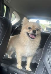 Found/Stray Male Dog last seen Jazz Street, round rock TX, Round Rock, TX 78664