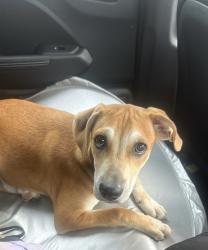 Reunited Female Dog last seen San San tofu, Houston, TX 77072