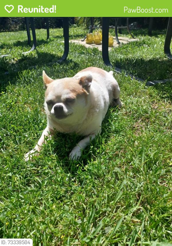 Reunited Male Dog last seen 47th Avenue, Sacramento, CA, Sacramento, CA 95822
