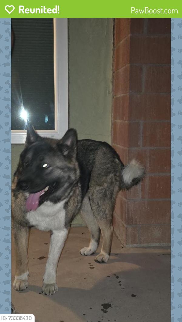 Reunited Female Dog last seen Circle K, Lake Elsinore, CA 92530